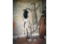 powerful-black-magic-27672740459-instant-death-spell-caster-in-usa-netherlandsafrica-uae-small-0