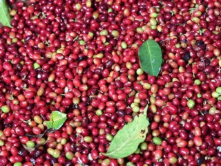 Coffee Grading +256790560642 Arabica Robusta coffee traders